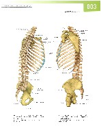 Sobotta  Atlas of Human Anatomy  Trunk, Viscera,Lower Limb Volume2 2006, page 10